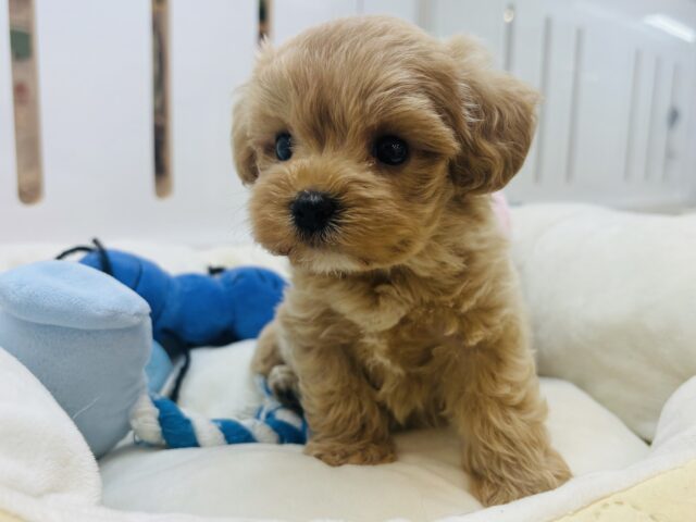 マルプー