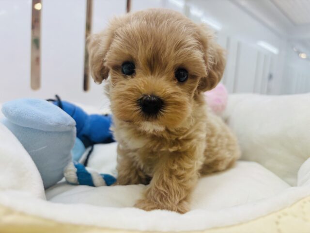 マルプー