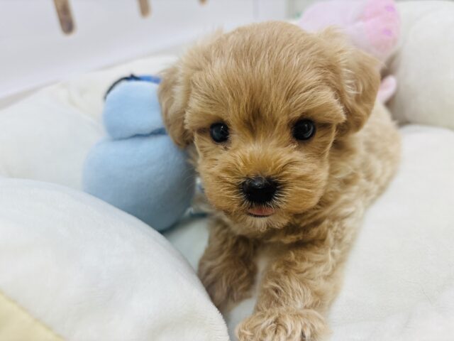 マルプー