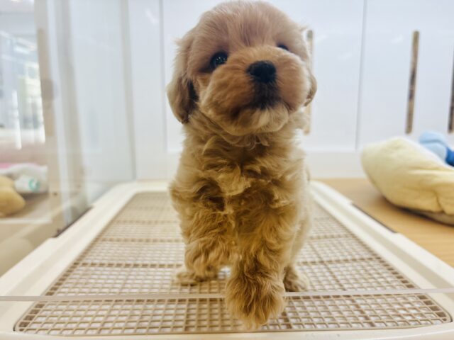 マルプー