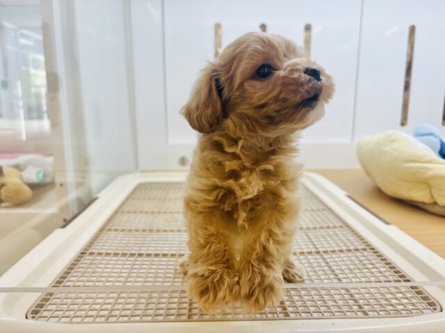 マルプー