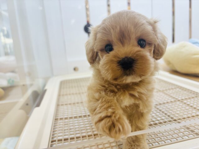 マルプー