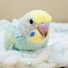 いっぱい食べて大きくなるよ😊セキセイインコ（パステルレインボー）ヒナ