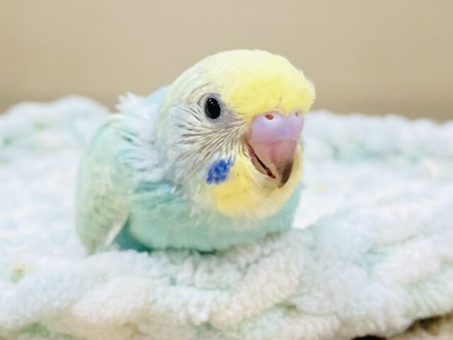 いっぱい食べて大きくなるよ😊セキセイインコ（パステルレインボースパングル）ヒナ