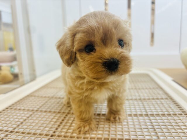 マルプー