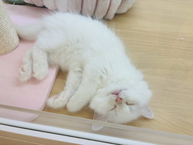 サイベリアン