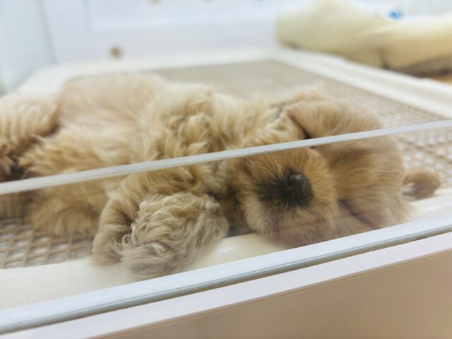マルプー