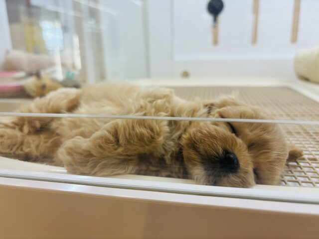 マルプー