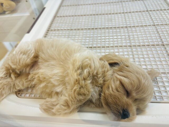 マルプー