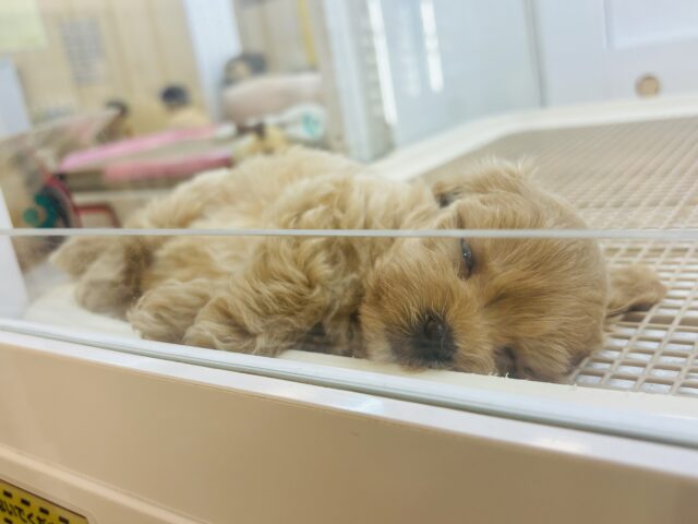 マルプー