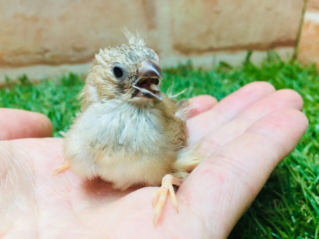 かわいいキンカチョウさんがやって来ましたよ～🎵　（フォーン）