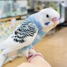 【最新画像】カゴデビューしたよ🧚‍♀️💫セキセイインコ（パイド）ヒナ