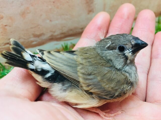 可愛い鳴き声で猛アピール💗💗💗　キンカチョウ（ノーマル）