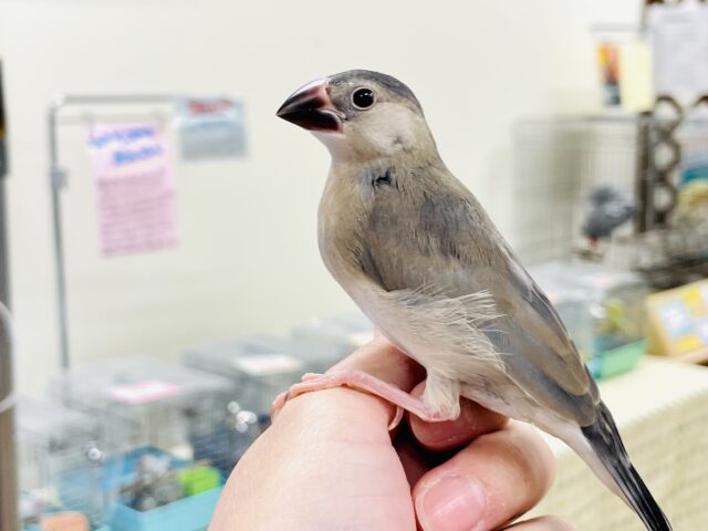 桜文鳥