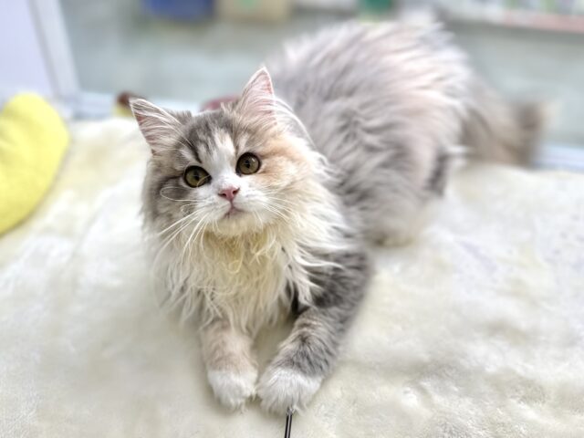 声もかわいい美猫ちゃんミヌエット💙2025年1月10日生まれ