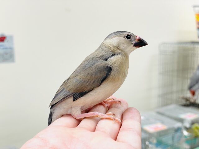 桜文鳥