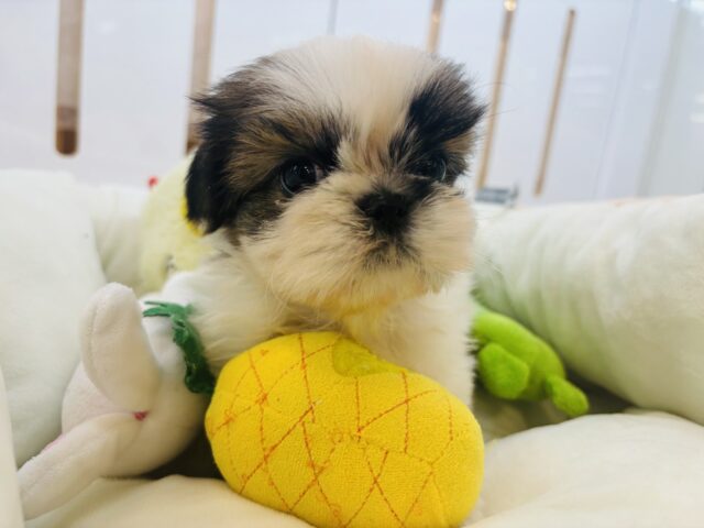 シーズー