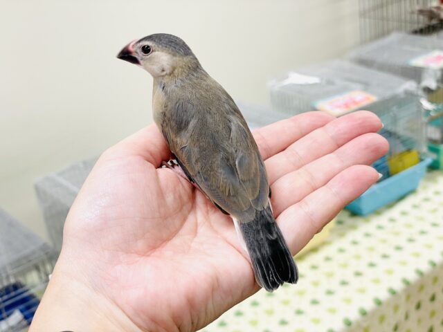 桜文鳥