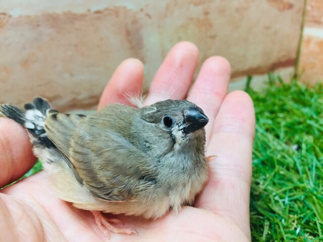 錦花鳥（キンカチョウ）
