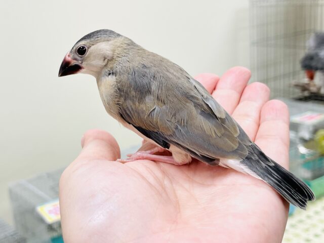 桜文鳥