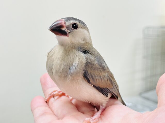 桜文鳥