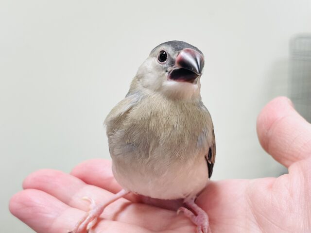 桜文鳥
