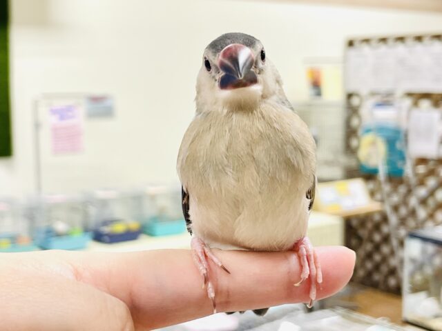桜文鳥