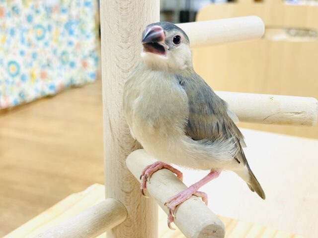 桜文鳥