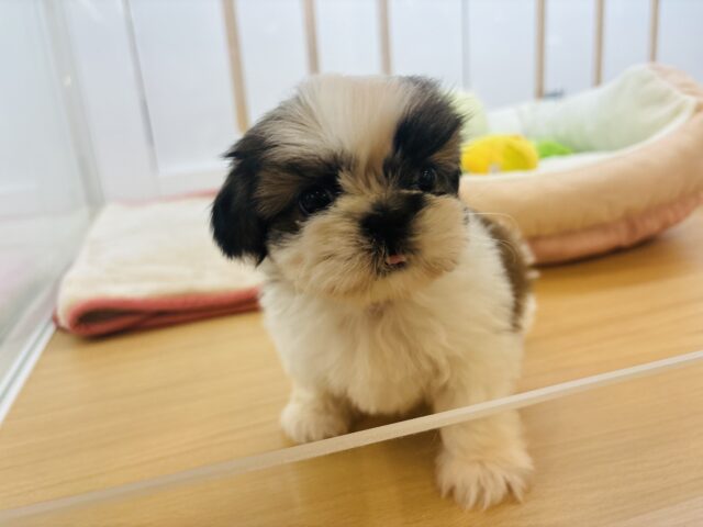 シーズー