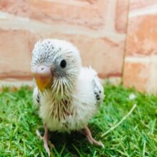 ♡♥♡♥♡♥白黒カラーが魅力的♡♥♡♥♡♥　セキセイインコ（白ハルクイン）