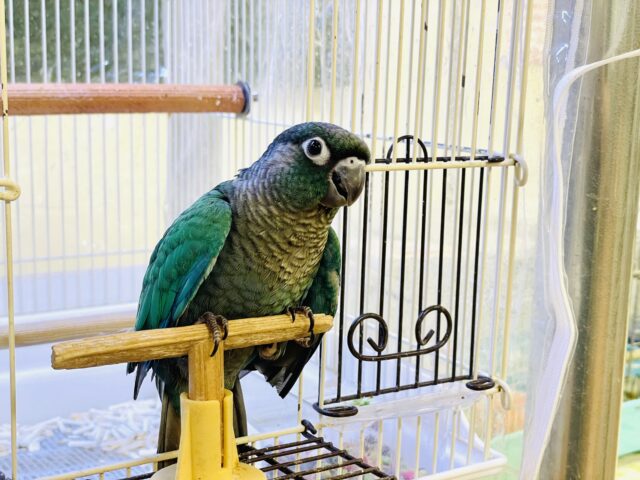 ホオミドリウロコインコ