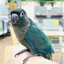 【最新画像】綿毛の妖精 卒業！？🧚‍♀️ウロコインコちゃん（ブルー）ヒナ