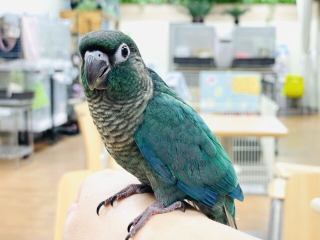 【最新画像】綿毛の妖精 卒業！？🧚‍♀️ウロコインコちゃん（ブルー）ヒナ