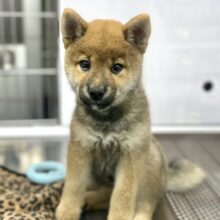 6/8最新🎥だっこ大好き♡柴犬くん♥️（赤）2025年3月22日生　男の子