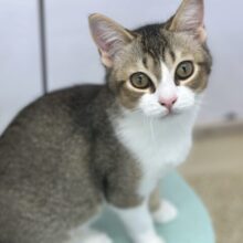 まんまるお顔のマンチカンちゃん🧡2025年1月25日生まれ　男の子