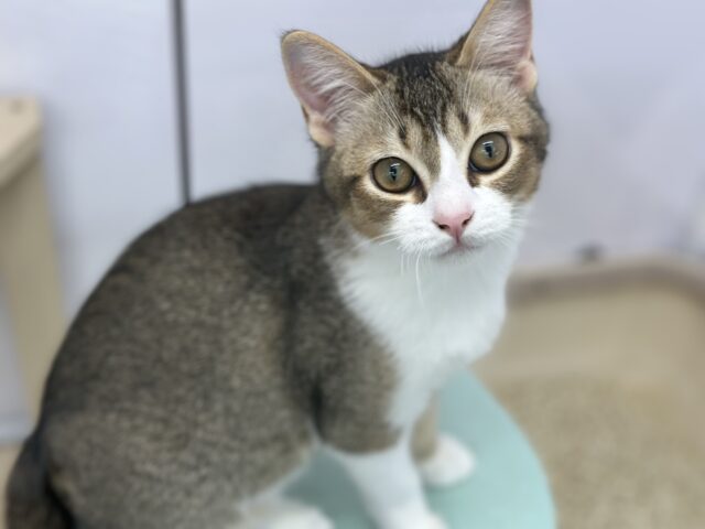 まんまるお顔のマンチカンちゃん🧡2025年1月25日生まれ　男の子
