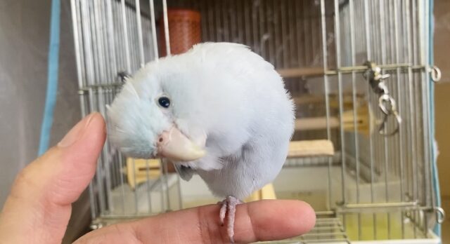 マメルリハ