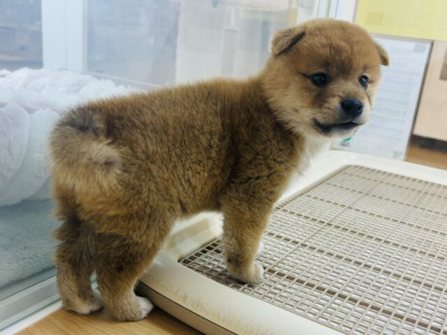 柴犬