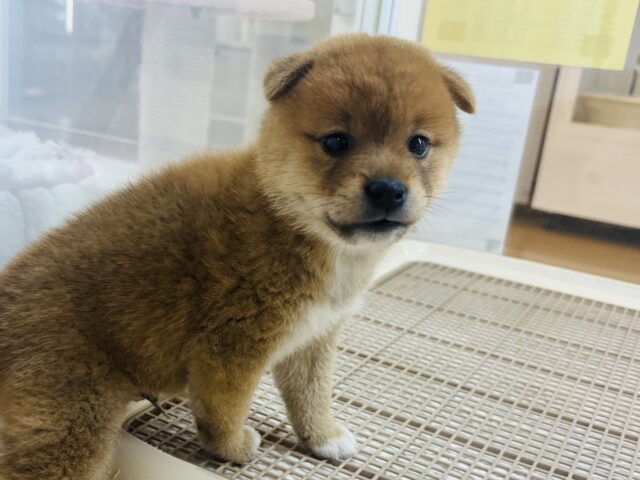 柴犬