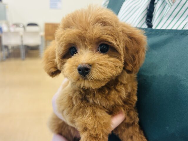 マルプー