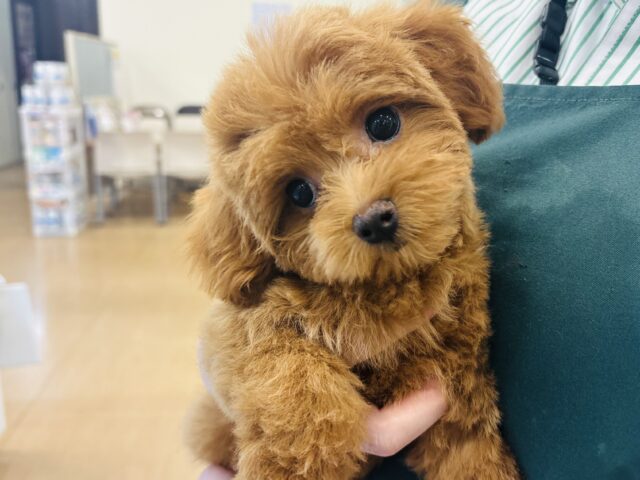 マルプー