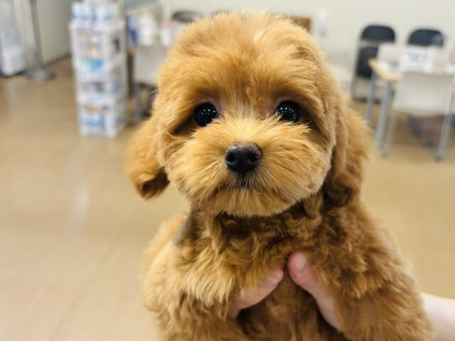 マルプー