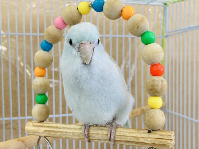 マメルリハ