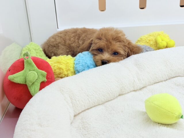 マルプー