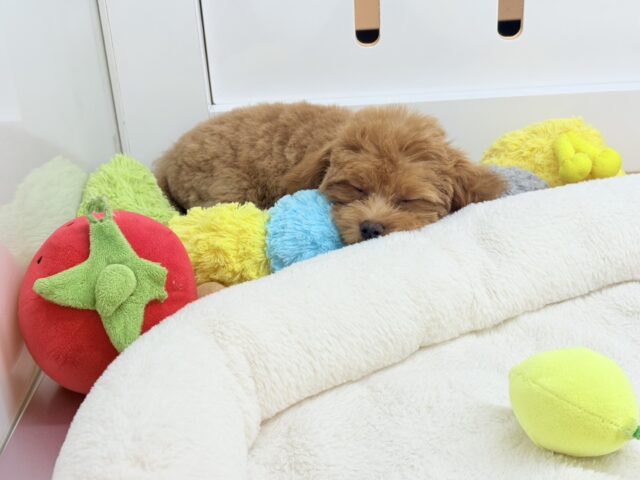 マルプー