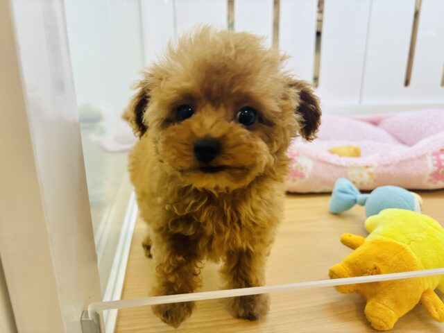 トイプードル