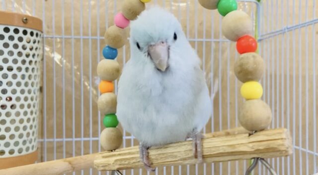 マメルリハ