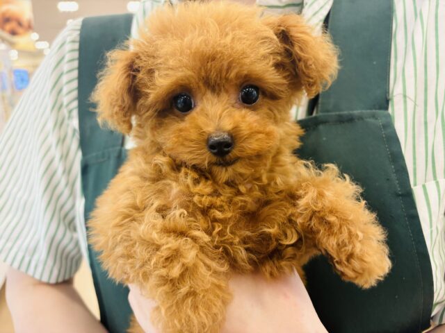 トイプードル
