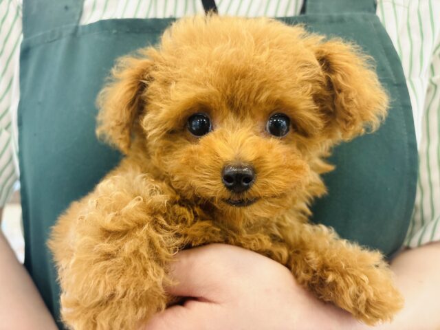 トイプードル