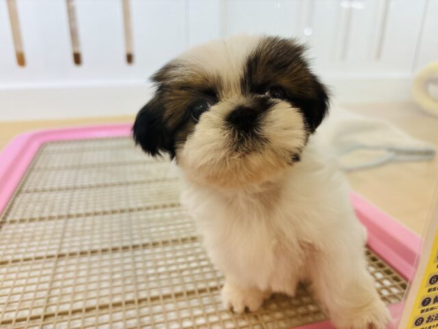 シーズー